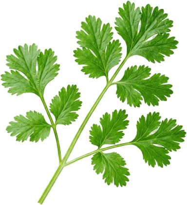 Coriander